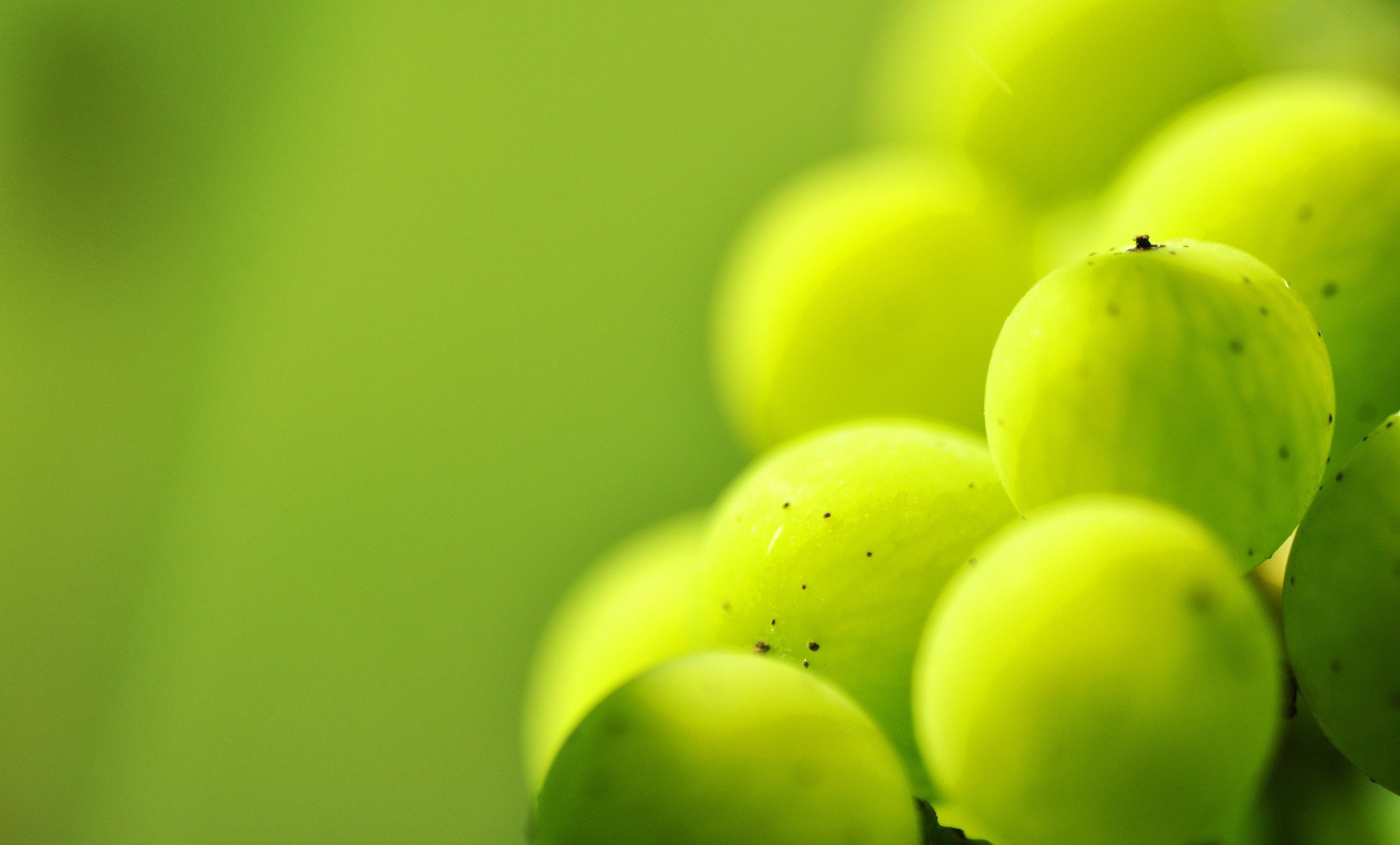 bacca verde venato uva spina punti macro