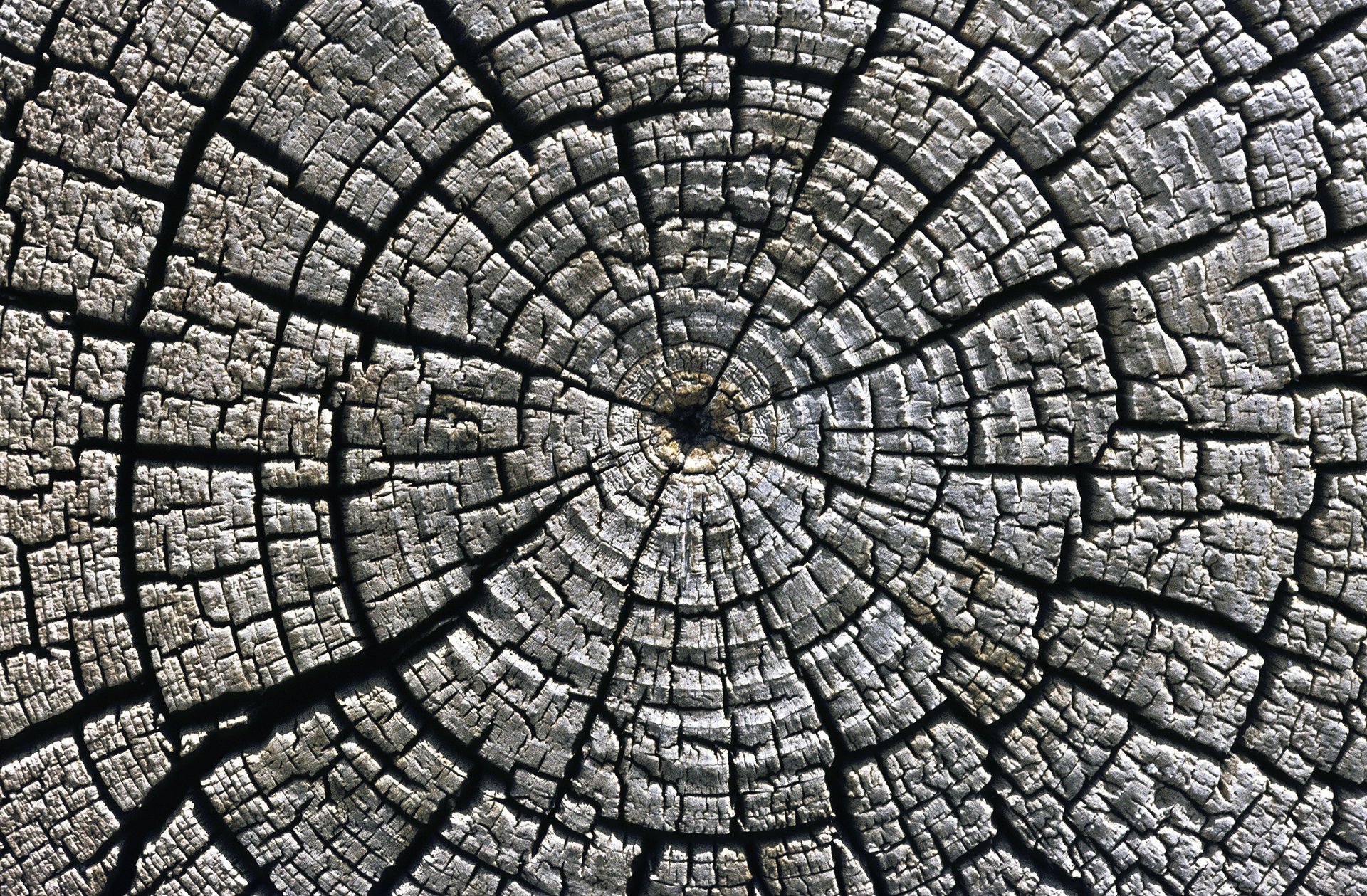 tree wood texture