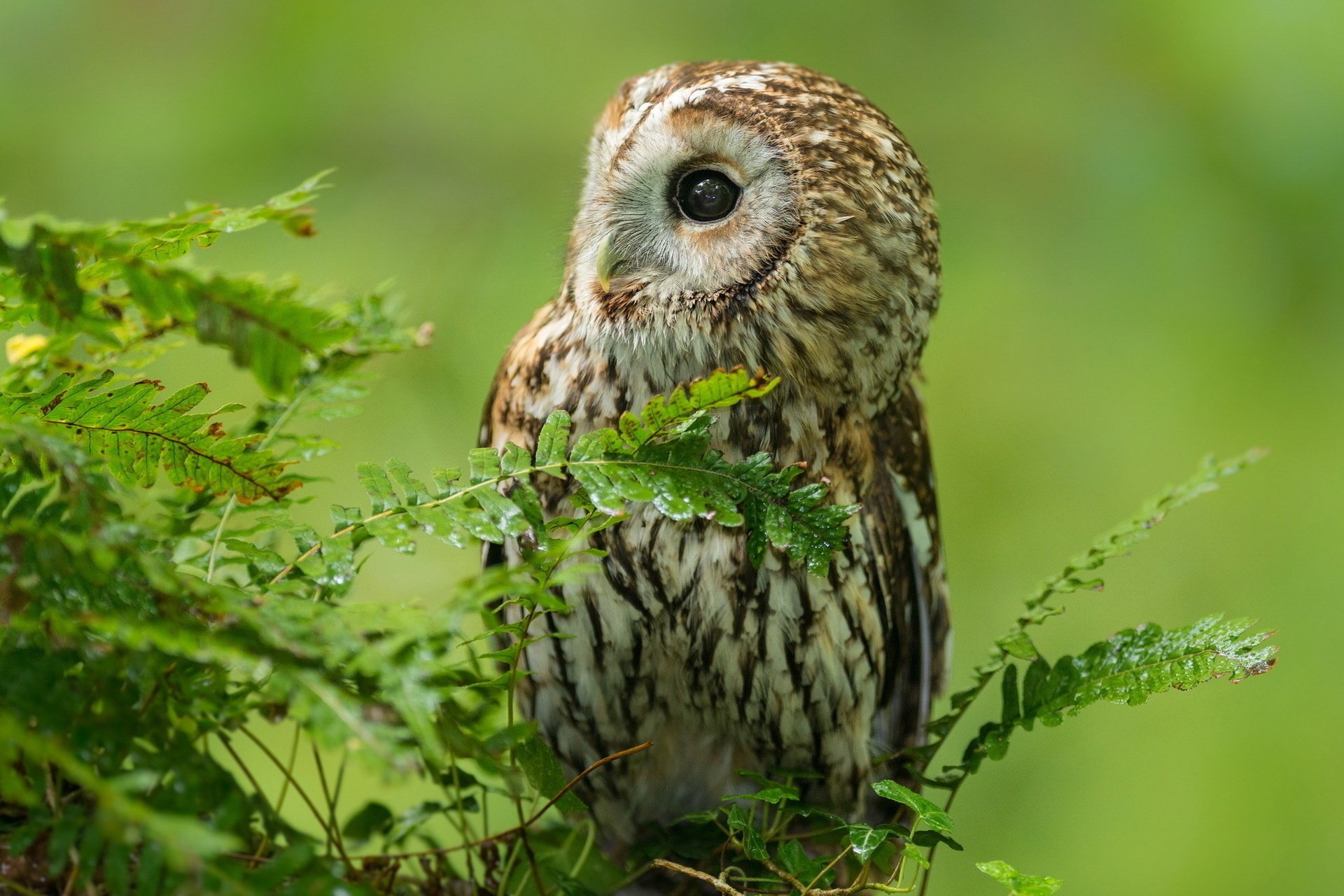 búho pájaro bosque naturaleza