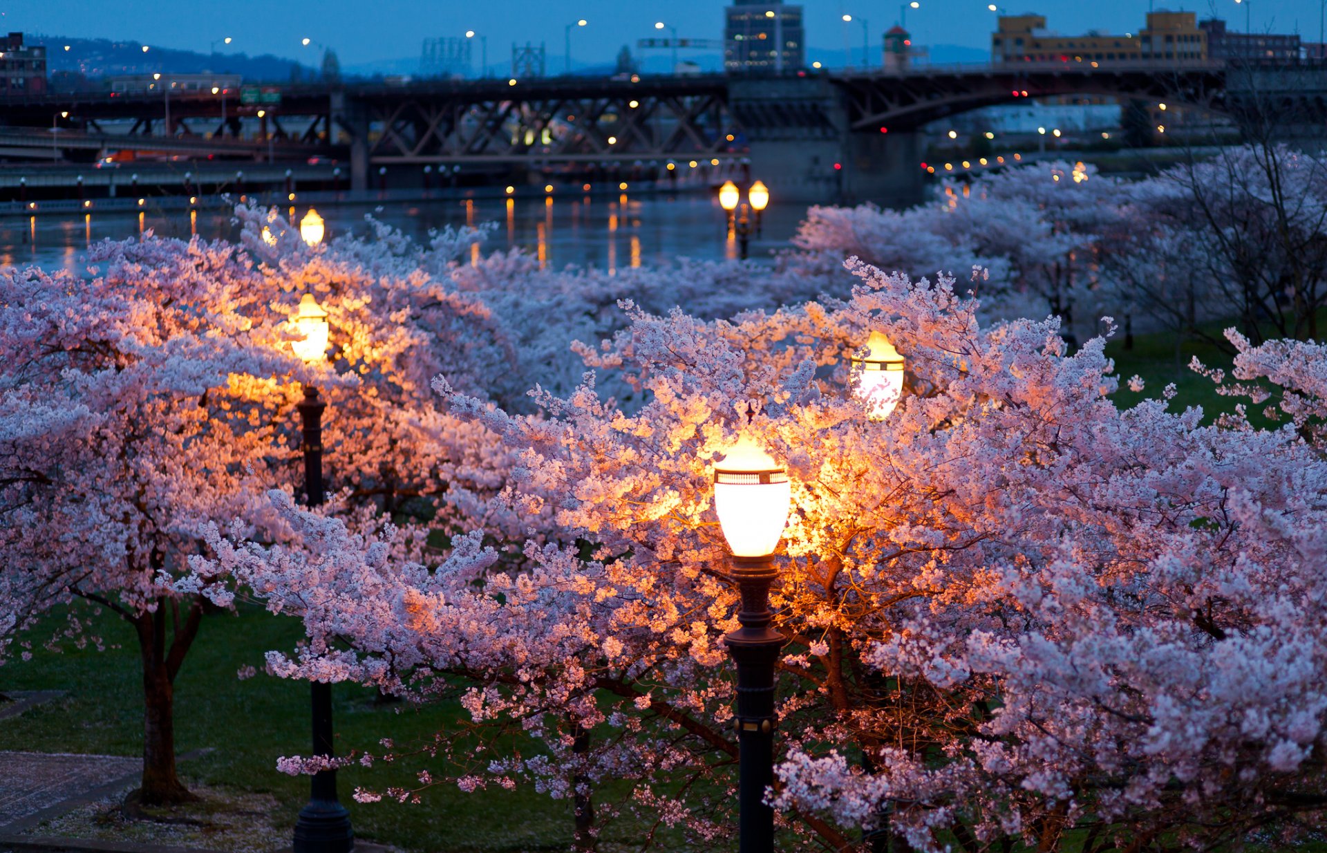 ciudad primavera noche noche linternas luces puentes río parque árboles florecen color