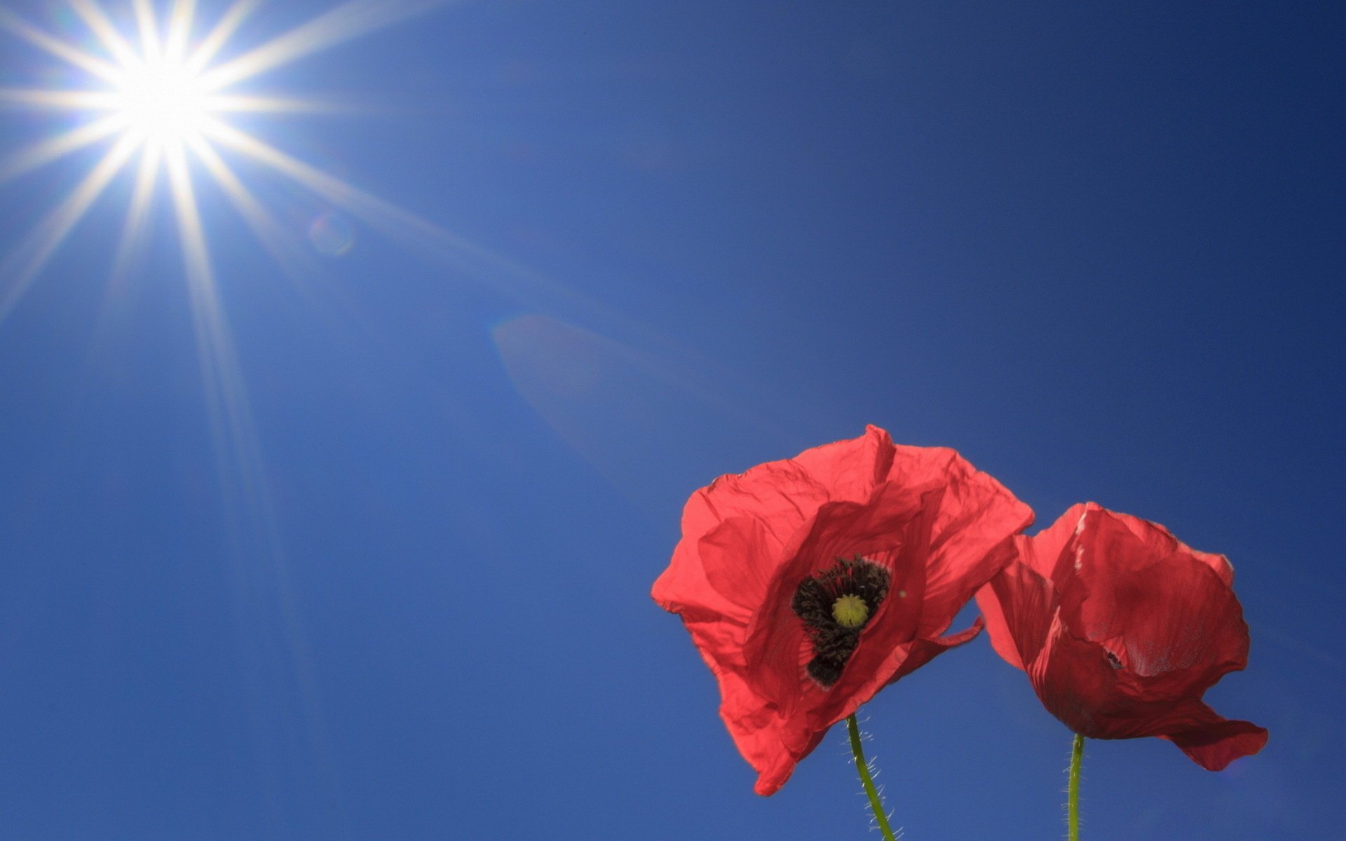 fiori papaveri cielo