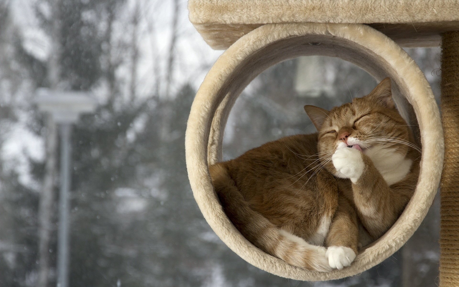 maison chat fond