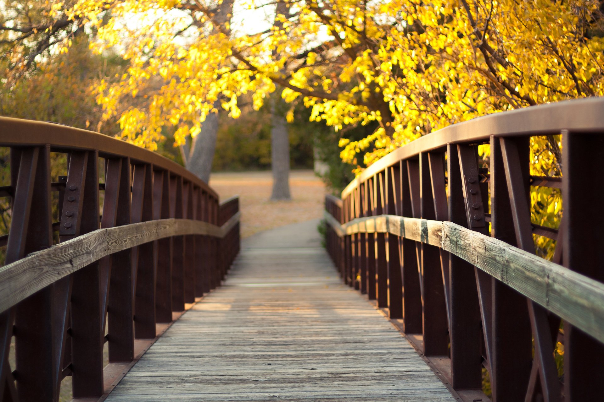 natura ponte giallo abbagliamento autunno