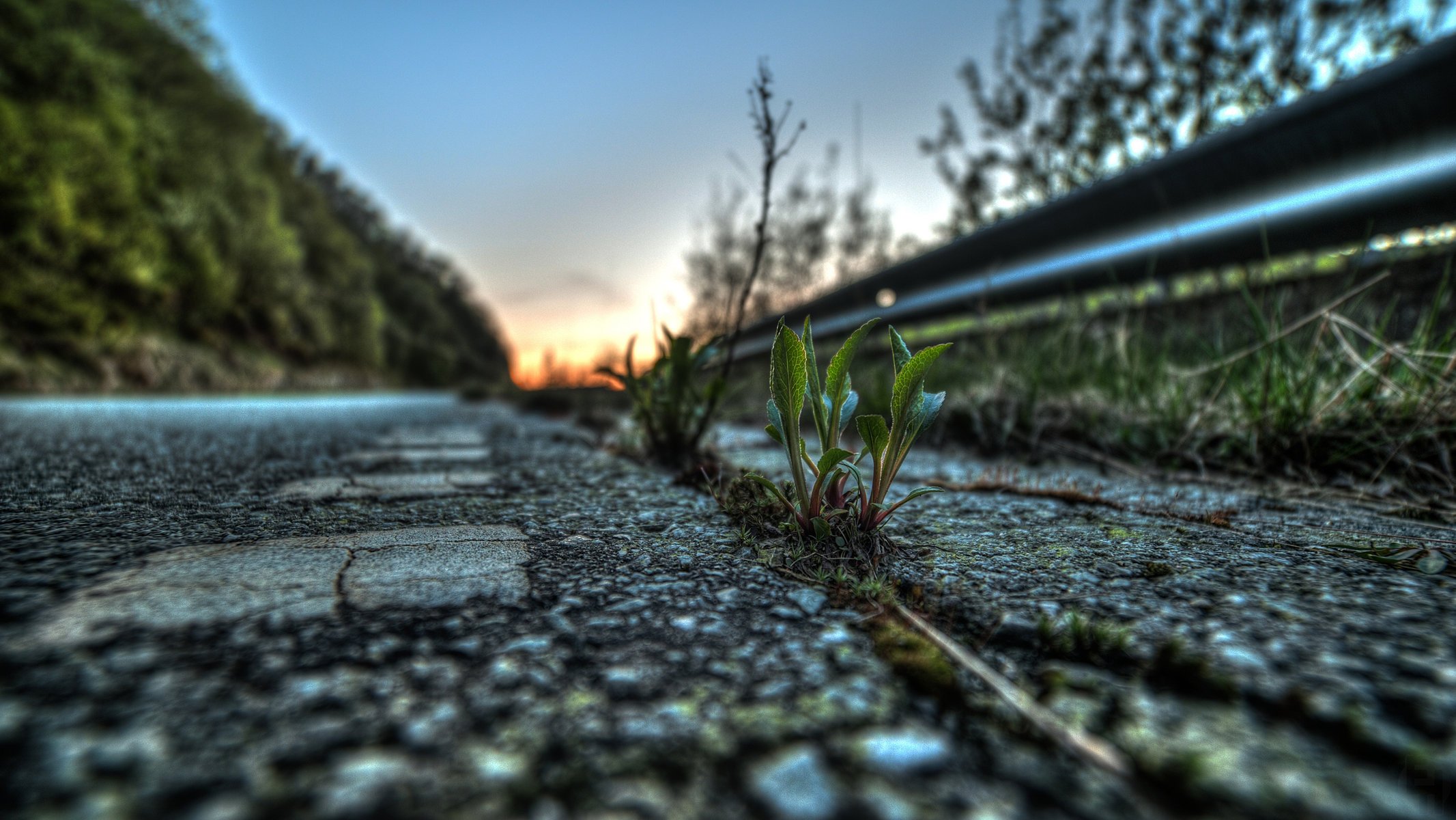 macro plant asphalt leaves road life rostock