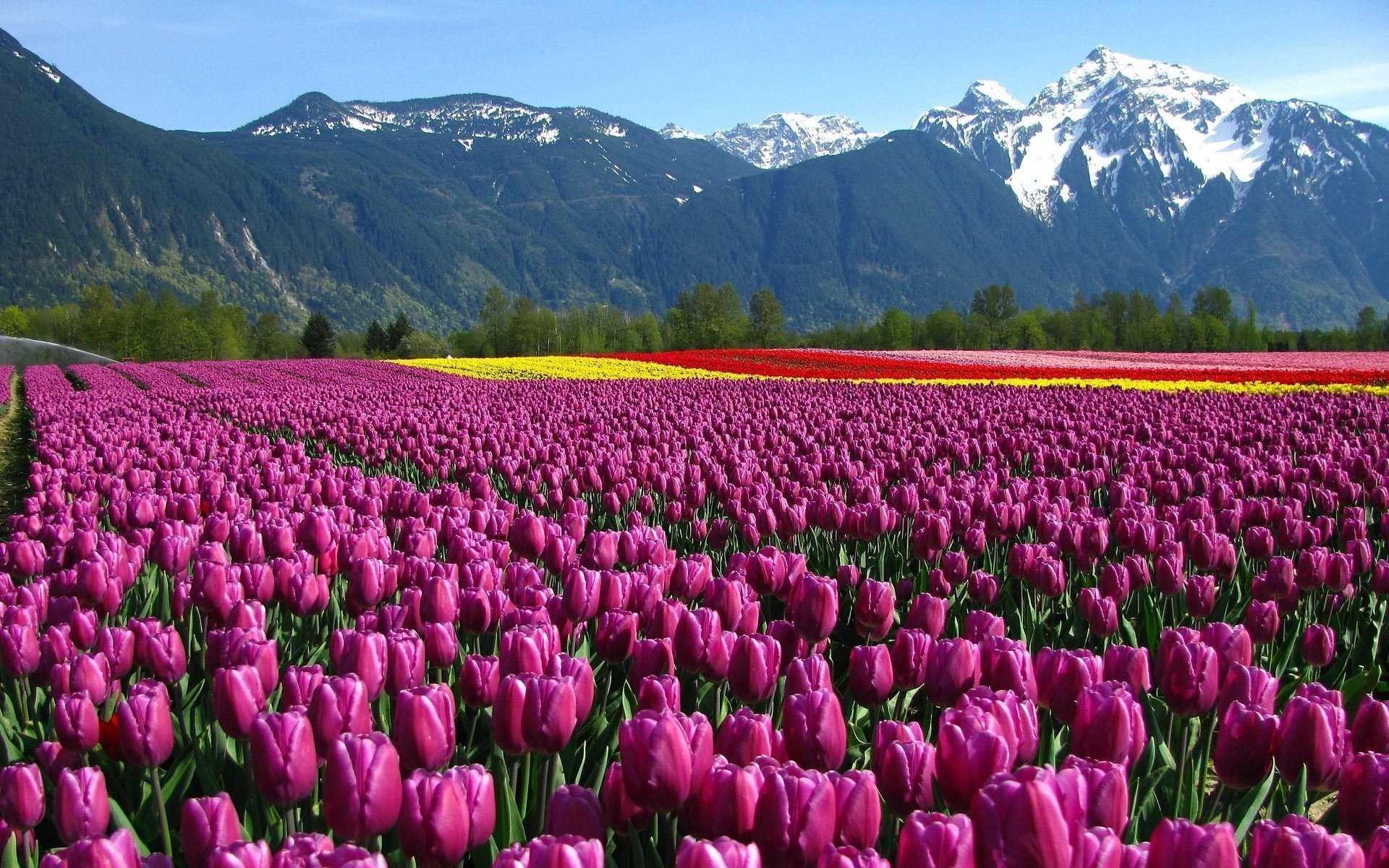 field flowers mountains tulip