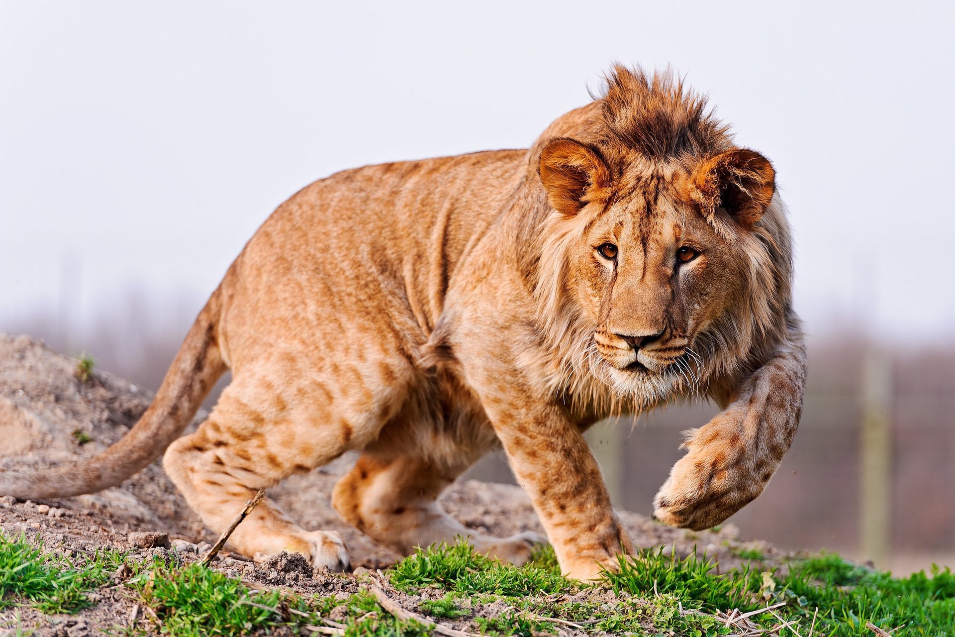 león joven animal depredador hierba melena orejas patas