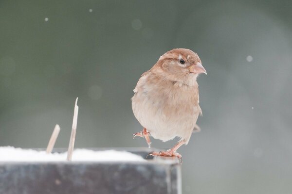 Der Spatz hat im Winter eine Pfote gehoben und schaut zur Seite