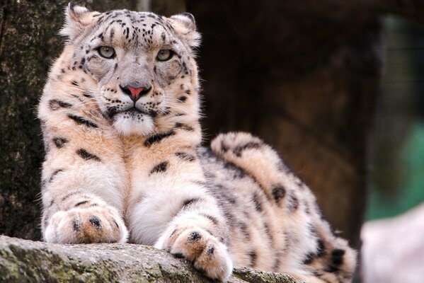 A snow leopard is lying on a tree