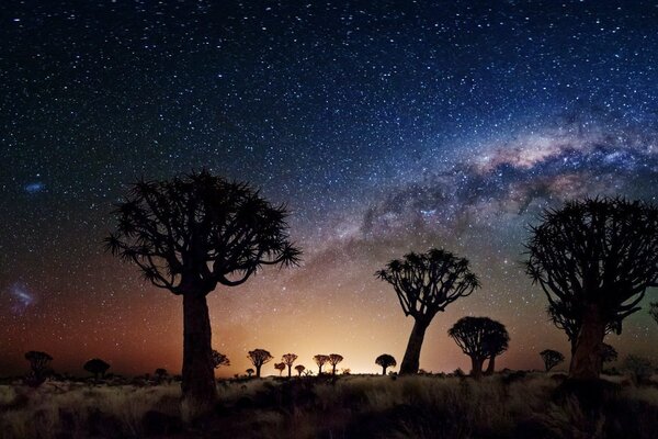 Ночь, звезды и одиннокие деревья
