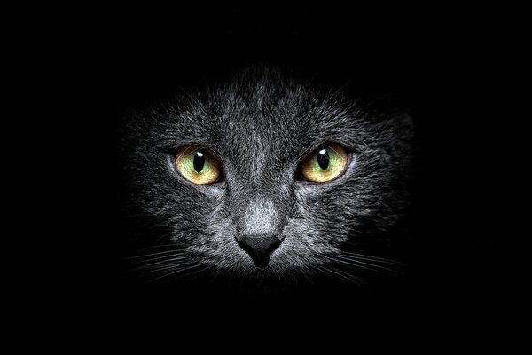 Museau de chat sur fond noir