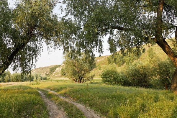 Sentier d été tranquille avec de beaux arbres et une clairière