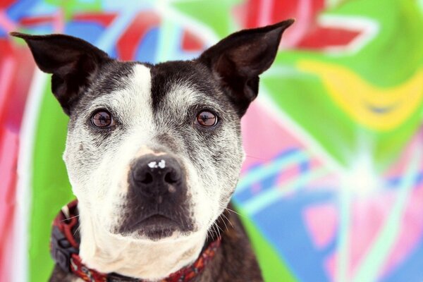 An interested canine look. Bright background