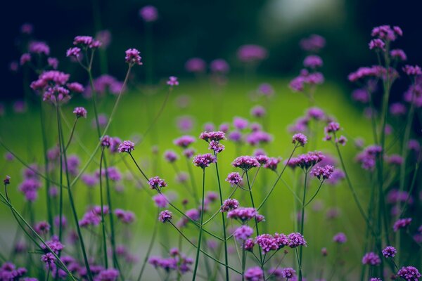 Beautiful purple flowers on a green background