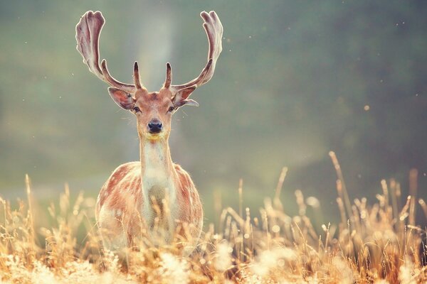 Deer with beautiful horns on the field