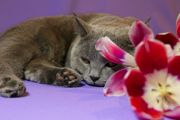 Chat avec des tulipes sur fond lilas