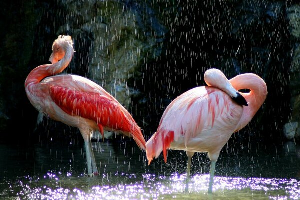 Flamencos rosados de pie en el agua bajo la lluvia inclinando la cabeza