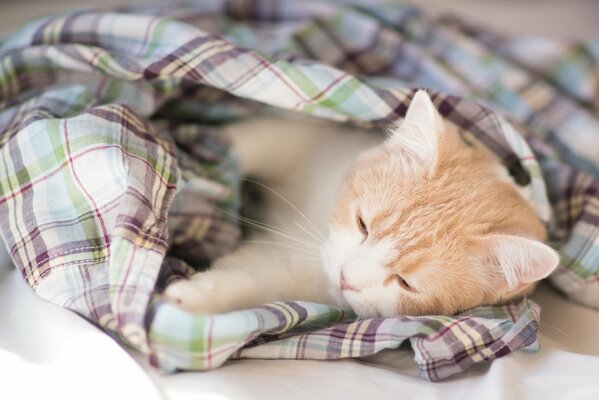 La mañana de un pequeño gatito bajo un pañuelo