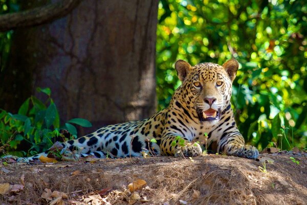 Der Jaguar ruht unter dem Schatten eines Baumes