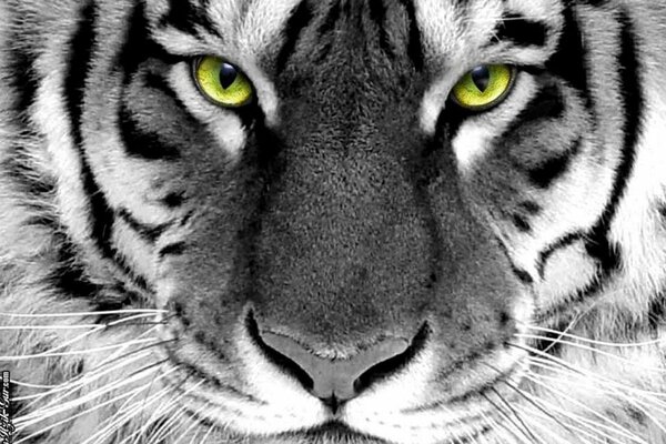 Museau de tigre noir et blanc avec des yeux verts