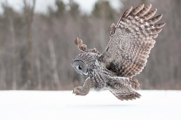 Hibou agitant des ailes en hiver