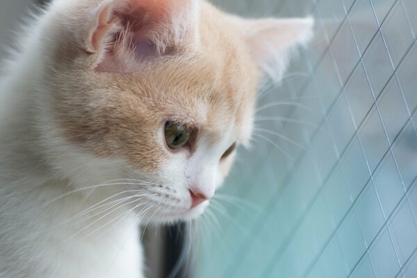 Lo sguardo condannato del piccolo gattino