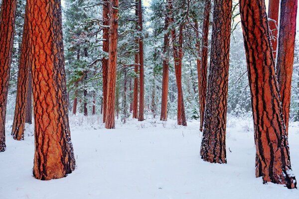 Winterwald. Bäume im Schnee