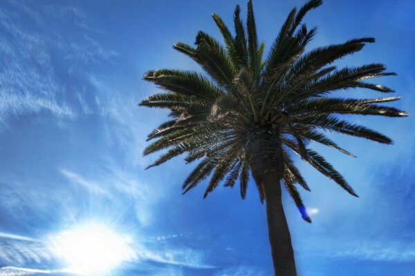 Palmera alta contra el cielo azul