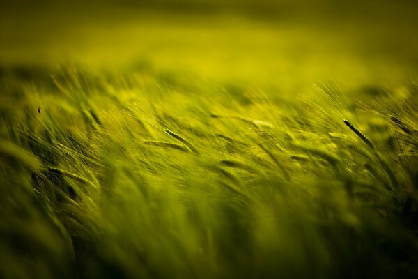 Campo de espigas verdes dobladas por el viento