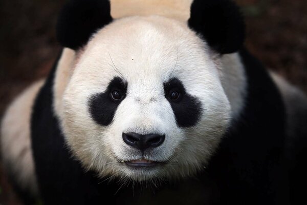 El oso Panda tiene el hocico blanco y los ojos negros