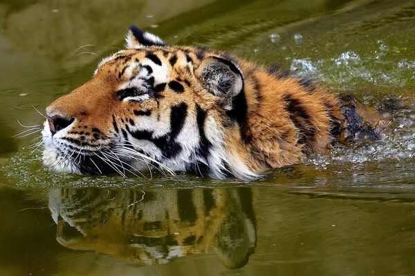 Schwimmen eines schnurrbärtigen Tigers