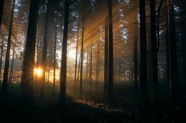 Sodnetschnyje Strahlen im teezom Wald