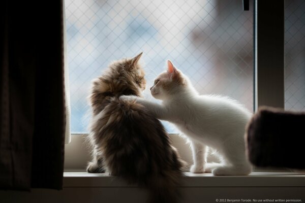 Fluffy kittens play with each other