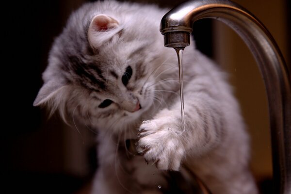 Pequeño gatito peludo bebe agua del grifo