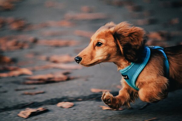 Chien court dans un collier bleu sur le feuillage d automne