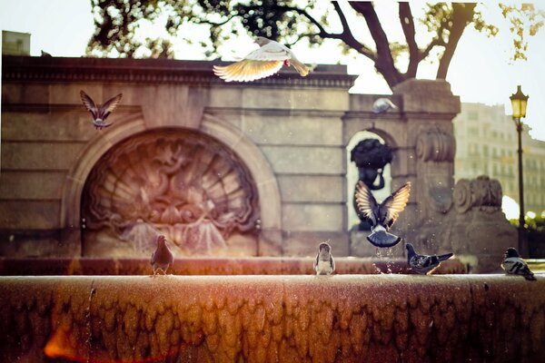 Spain. Barcelona. Pigeons on the fountain