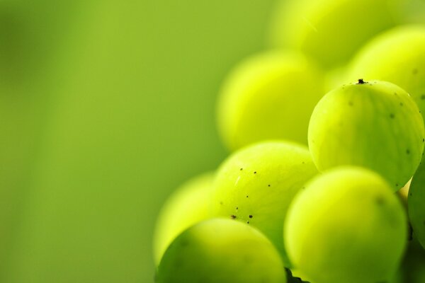 Helle grüne Stachelbeere Beeren Nahaufnahme