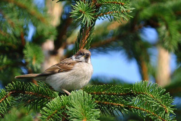 Ein Vogel mit einer Krähe sitzt auf einem Tannenzweig