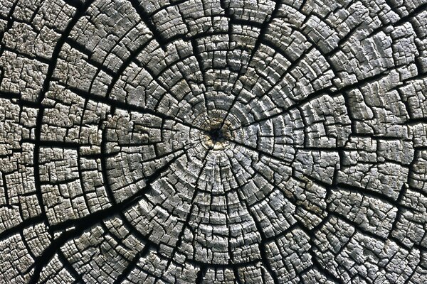 The texture of an old tree in a cut