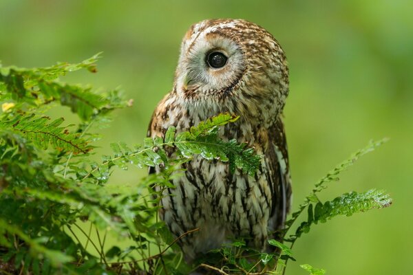 Eule auf einem Ast im Wald