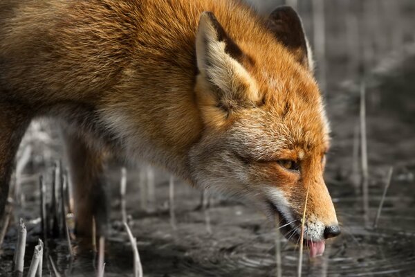A red fox lapping up water from a pond