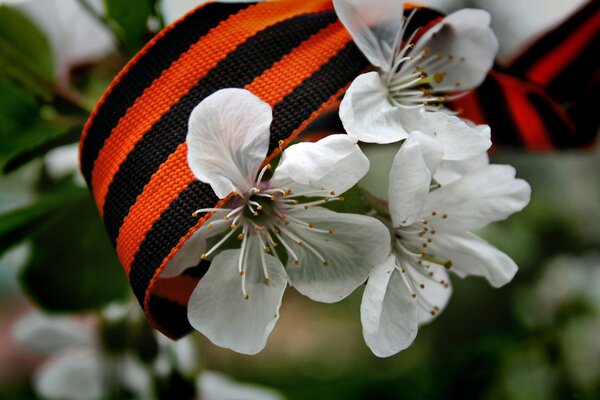 White flowers and St. George ribbon