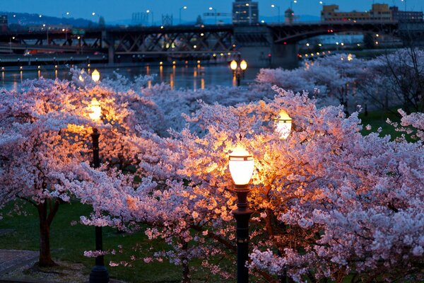 Schöner Sakura Nachtpark