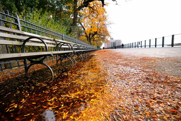 Jesienna ulica z pomarańczowymi liśćmi