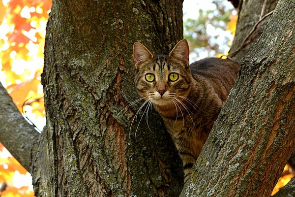 A cat with huge eyes is sitting on a tree