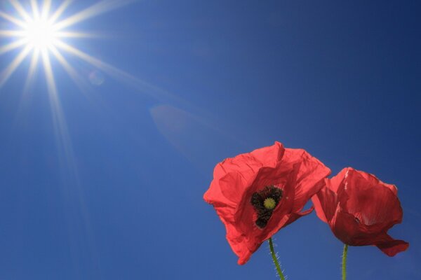 Coquelicots rouges sur fond de ciel bleu