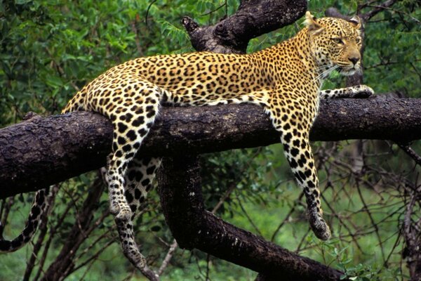 Un animal prédateur léopard est assis sur une branche suspendue à la patte et la queue