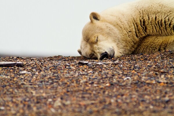 A white bear is resting on a pebble