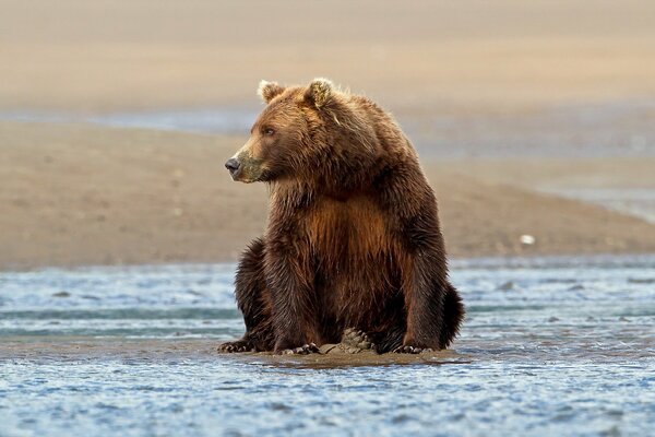 A bear is sitting on the shore of the reservoir in an interesting pose, turning his head to the right and looking into the distance