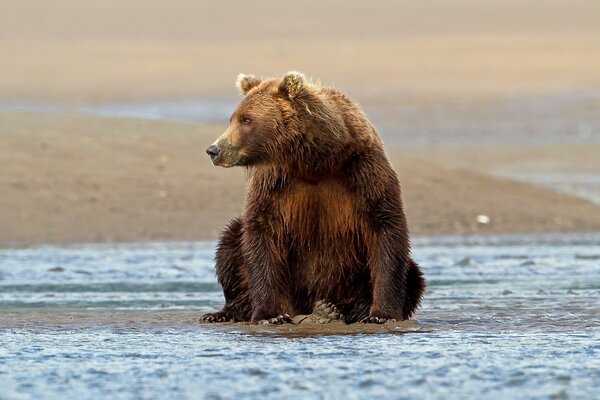 Sulla riva del serbatoio si trova un orso in una posizione interessante, girando la testa a destra e guardando in lontananza