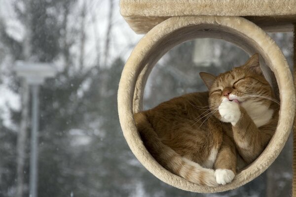 Ginger cat licks paw